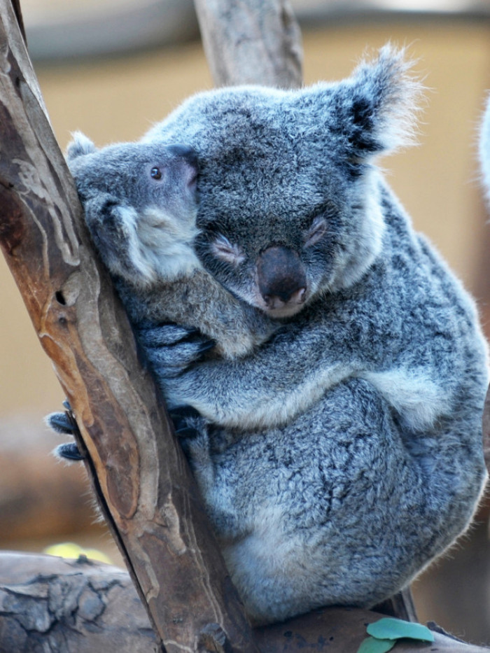 28. Mama koala bear hugging its baby