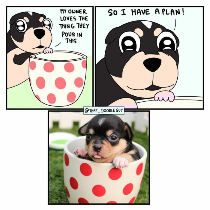 23. A dog with a plan...