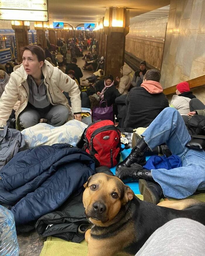 #4 You can literally see the sadness in the dog's face