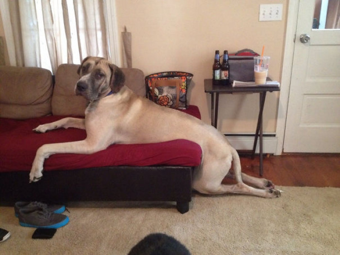 27. "Clearly, we need a bigger couch."
