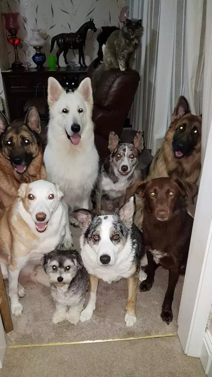 The pooches - and one cat - practicing