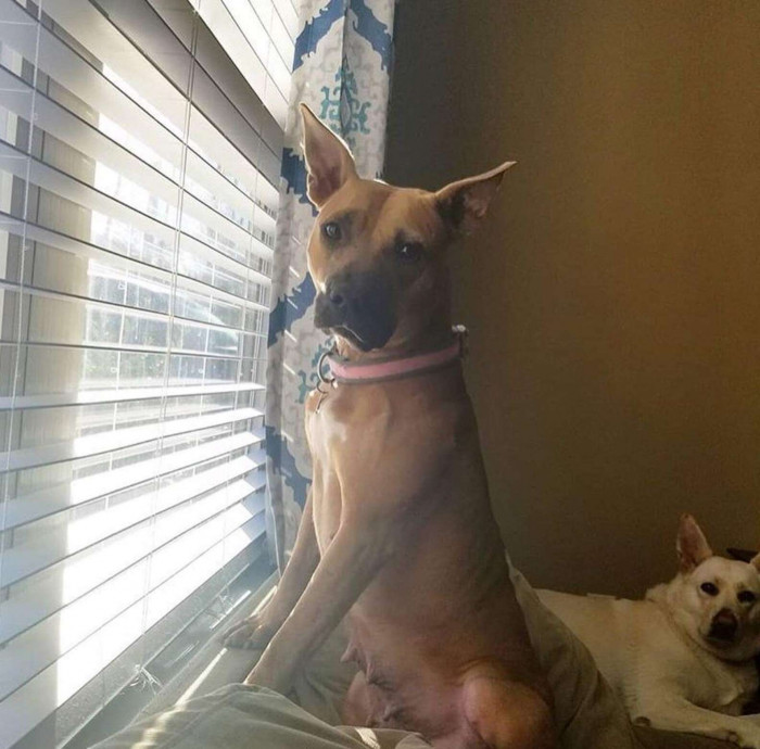 Close view of blinds with a big opening, dog watching outside.