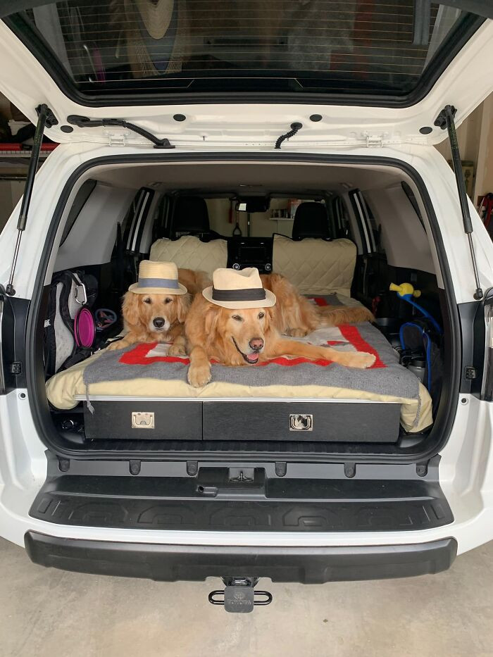 #1 Traveling in style, the dogs travel stylish, too!