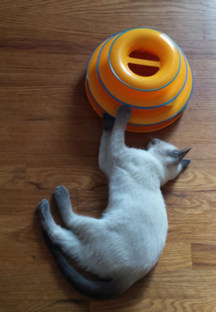 Petstages Cat Tracks Interactive Toy