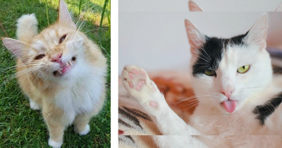 Once Again, The Internet Proves It's Worthiness With More Hilarious Cats