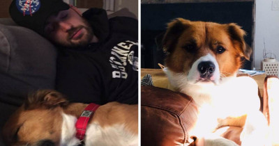 Chris Evans Shares The Touching Story Of How He Met His Rescue Dog