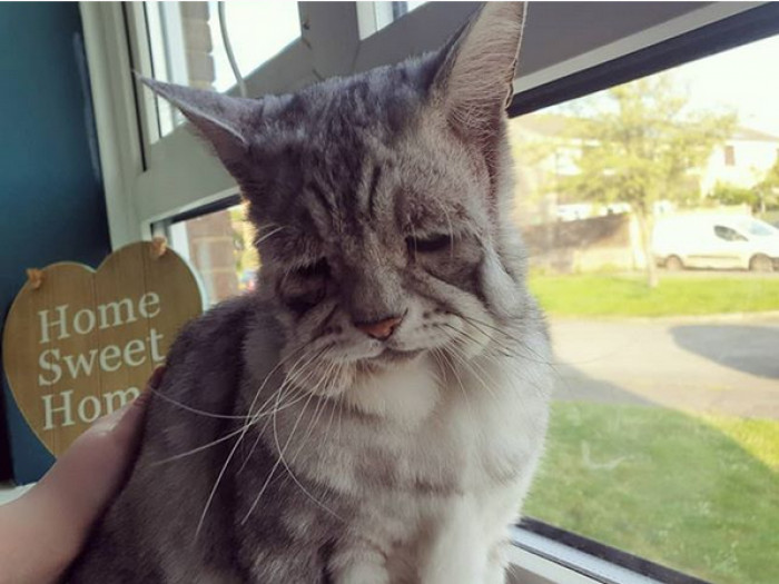 This special kitty has Ehlers-Danlos Syndrome.