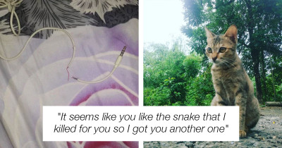 Adorable Kitten Offers a Snake as a Replacement After Destroying Her Owner's Earphone Cable