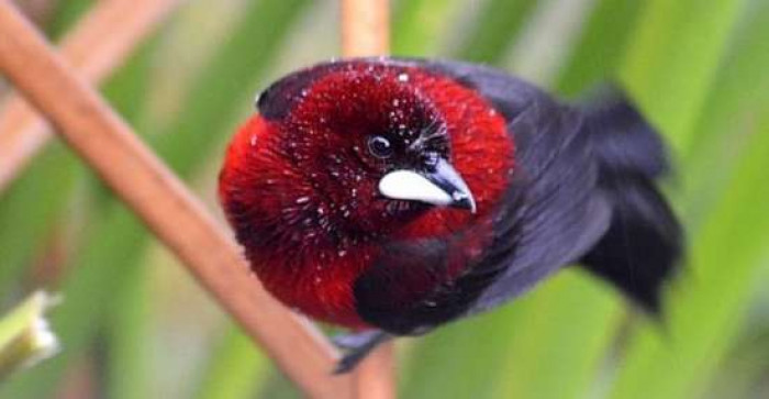 Although the Crimson-backed tanagers' way of life, habits, and behavior have not been wholly recorded and tested yet, we do know some interesting facts about these mysterious birds.