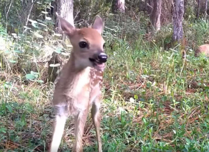 The baby Deer seems to be having the time of his life. 