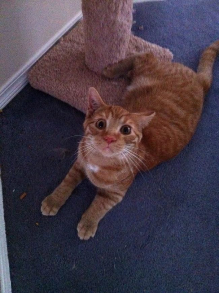 15. “I gave my cat Hobbes some catnip, called his name to take a picture, and THIS was the face he made.”