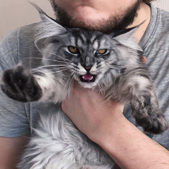 These Super Fluffy Maine Coon Kittens Are So Small It S Hard To Believ Cats On Catnip