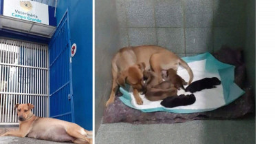 Dedicated Dog Dad Waits Patiently Outside Vet's Clinic While The Dog Mom Gave Birth To Their Puppies