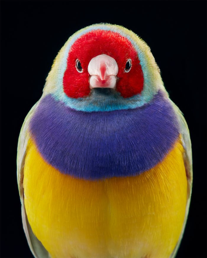 4. The Gouldian Finch