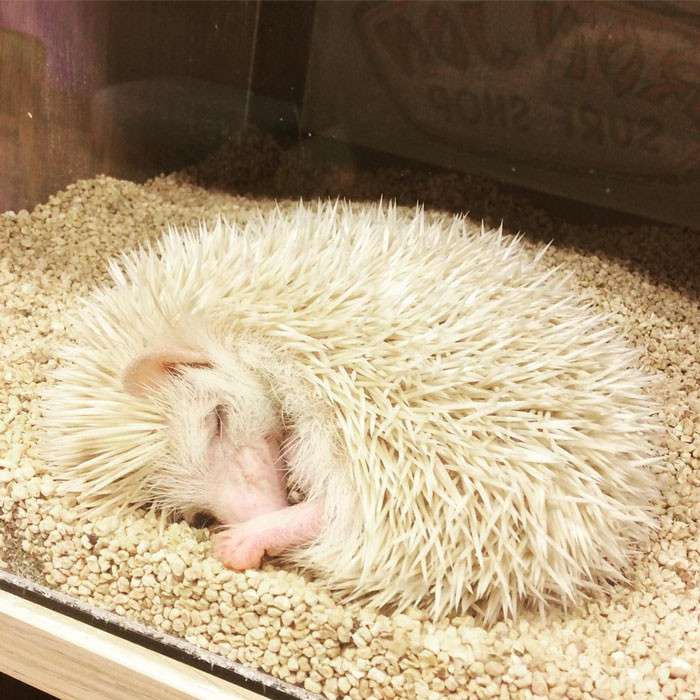 #35 Sleeping hedgehog