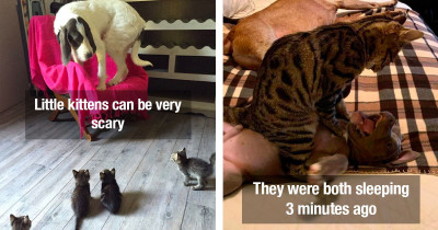 Hilarious Cats Are Basically Being Jerks to Dogs Because They're Just Good at It