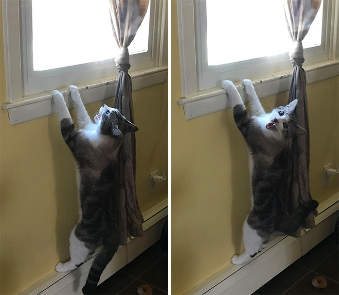 26. He Wants The Damn Window Open And He Wants It Open Now (Note The Multiple Scratches)