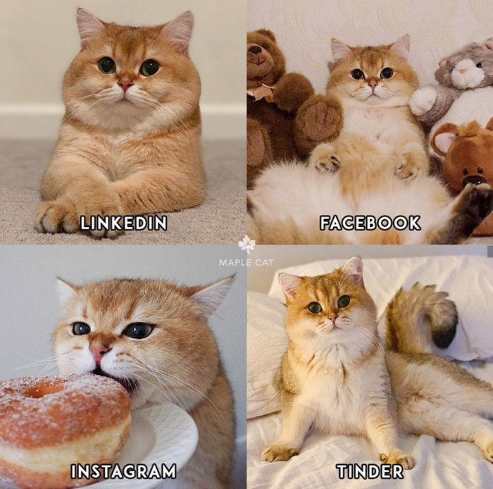 Maple Cat, "look no more! Maple Cat has got it all."