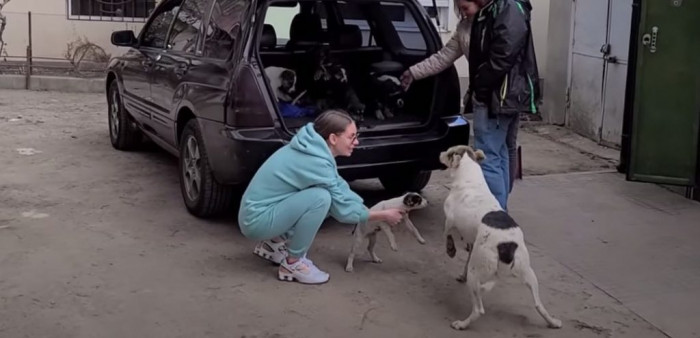 She ran up to the car and tentatively waggled her tail as she realized all of her puppies were there.