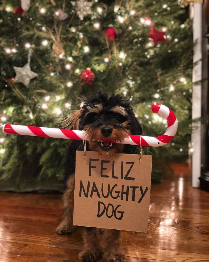 Festive Doggo