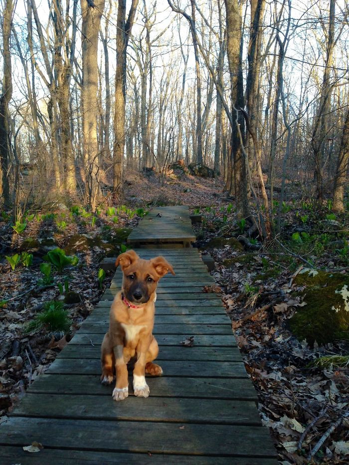 30. "First Walk With Our Rescue Named 'Beau'"