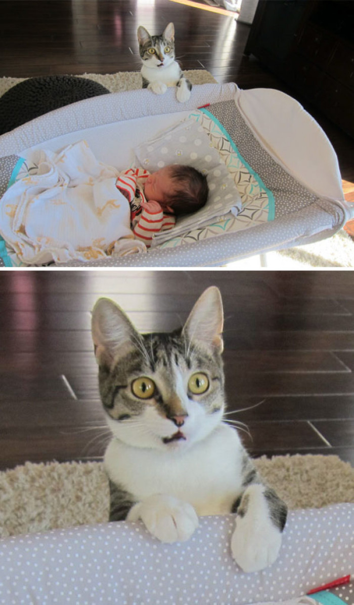 When you forget to tell the cat you're having a baby...