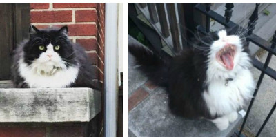 Cat Sits On His Stoop Every Single Day To Guard And Make Sure His Neighborhood Is Safe