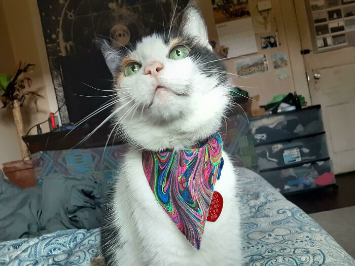 50. Senior cats are the coolest!