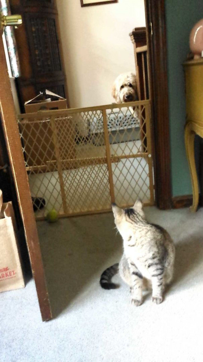 #122 My Cat From College Meeting My Dog From Home For The First Time