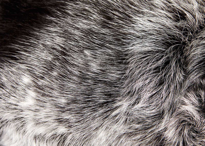 Pet Photographer Perfectly Captures The Diversity In Textures And ...