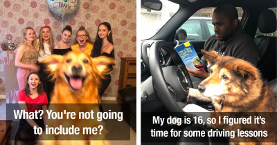 Hysterical Dogs Caught On Camera You Definitely Need In Your Life