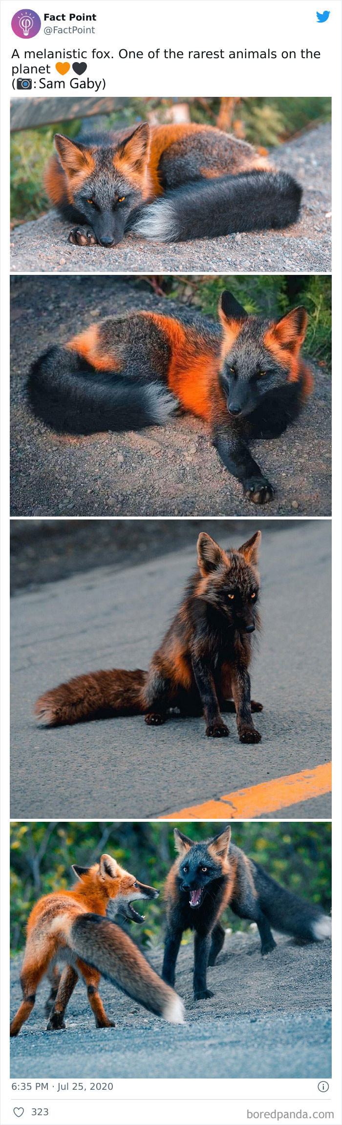 1. What Does the Fox Say?