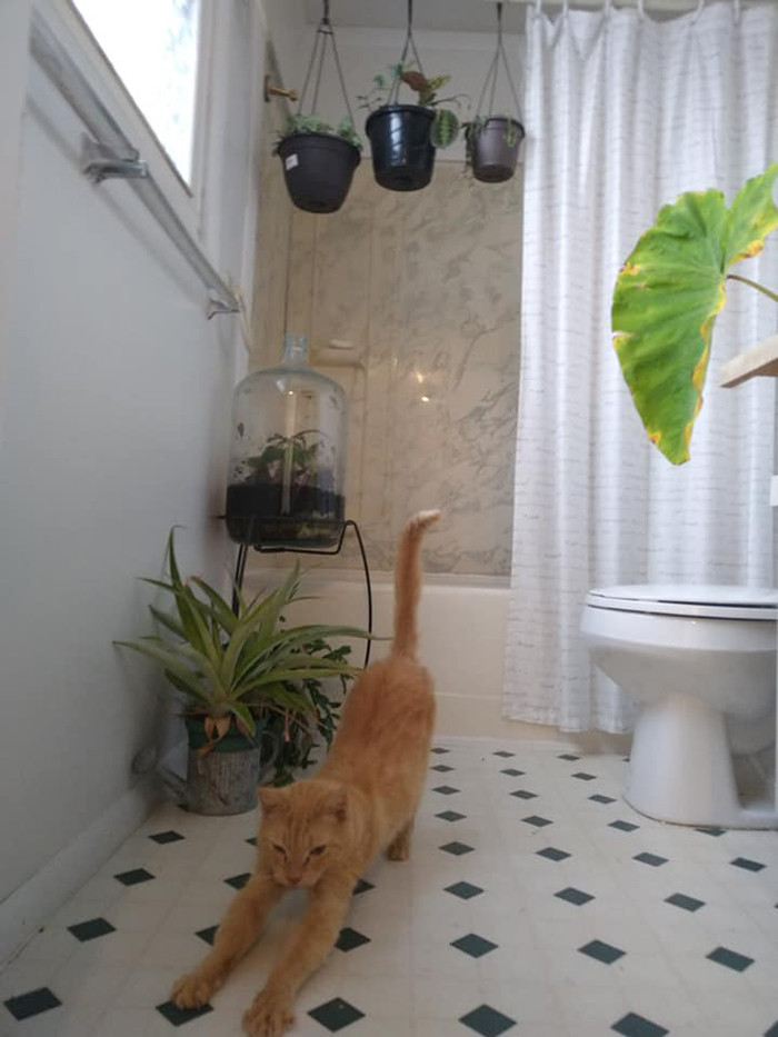 “When we got home he went straight up to “his” bathroom where we keep the plants during the winter so it’s a mini jungle and plopped right down in his same old spot. Broke my heart and melted it all at once.