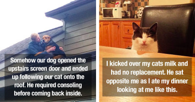 Hilarious Pictures Of Animals Who Didn't Know How To React After Having A Terrible Day