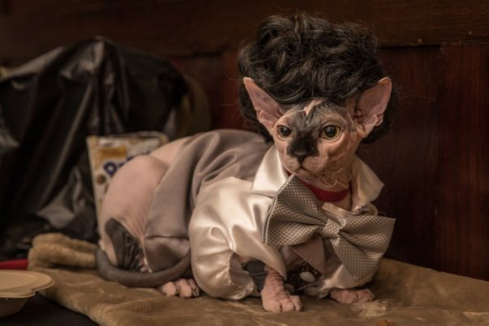 12. Bow ties? On naked cats?