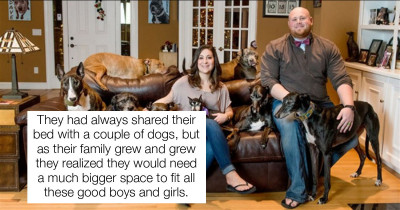 This Couple Built A Mega Bed So That All Of Their Rescue Dogs Could Sleep With Them At Once