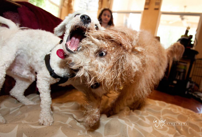 Scotty is living the good life with the best playmates and loving family ever!