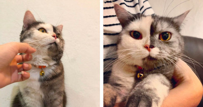 Two-Faced Cat From Thailand Is Stealing Hearts All Over the Internet