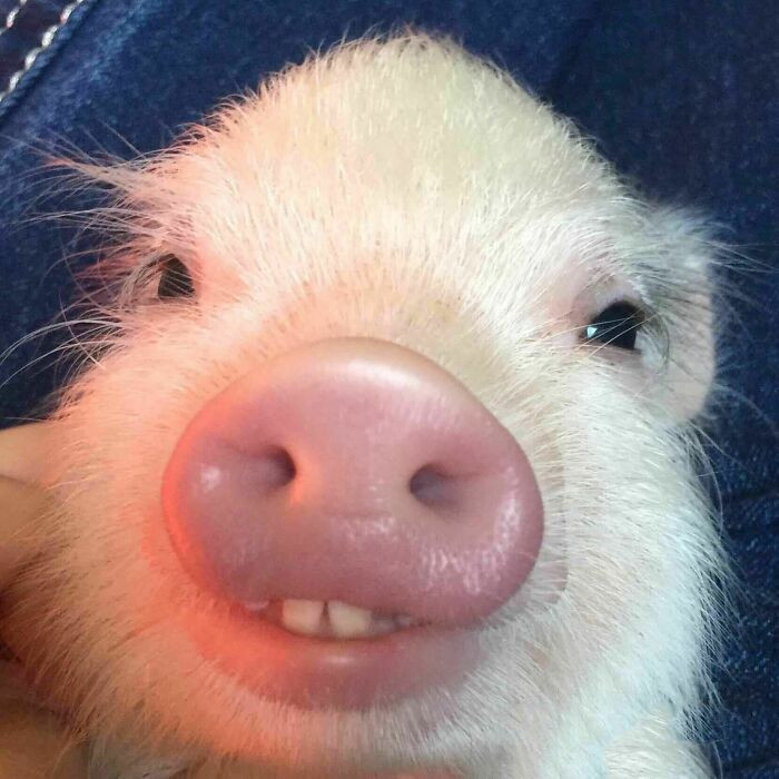 13. Buck-Toothed Piglet