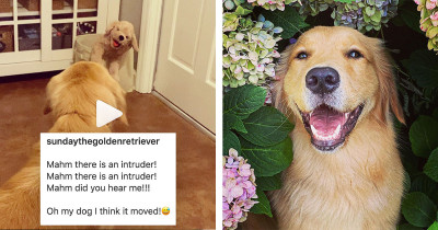 Golden Retriever Dog Is Not a Fan of Her New Dog Toy