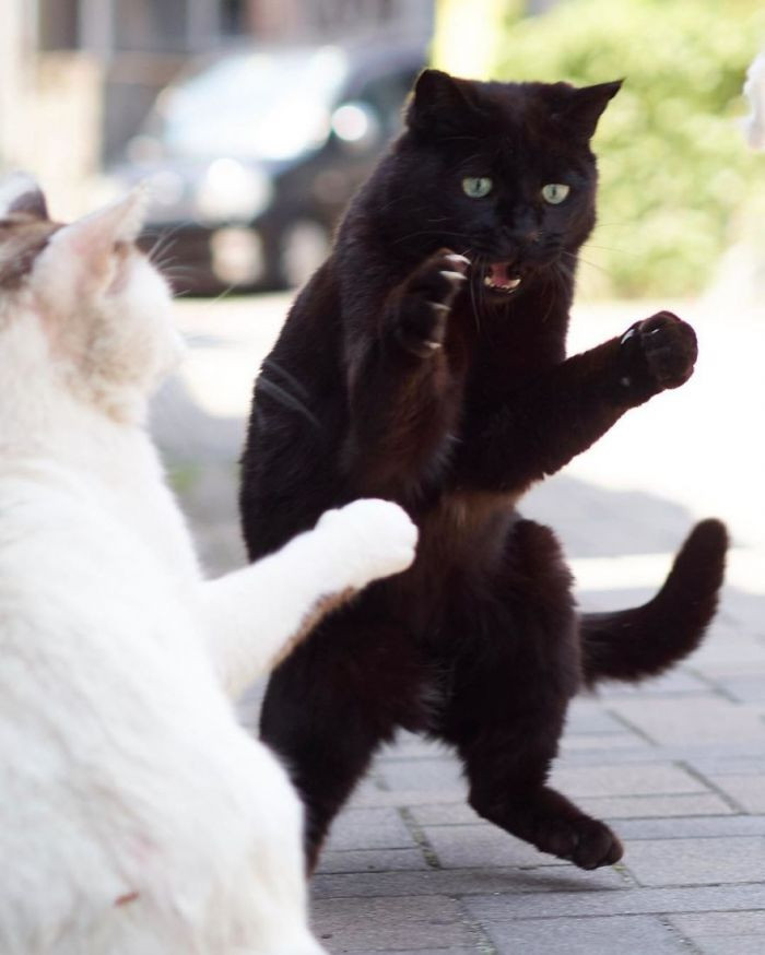 13. Have cats also learned to use the Force?