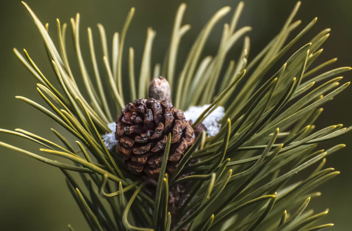 The redditor's parents would make every Christmas magical when they were kids.