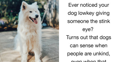 Doggos Can Tell If Your Friend Is A Bad Person, And The Internet Is Loving It