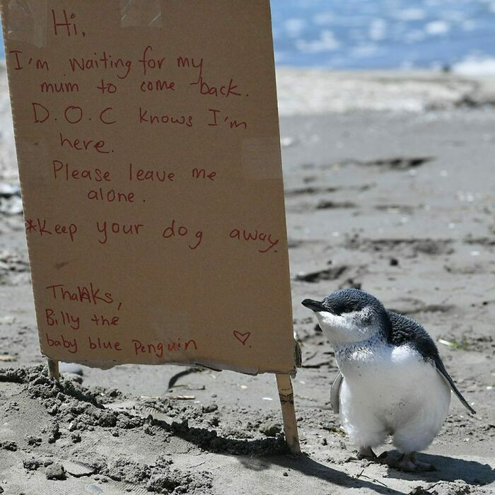 16. Baby Endangered Blue Penguin