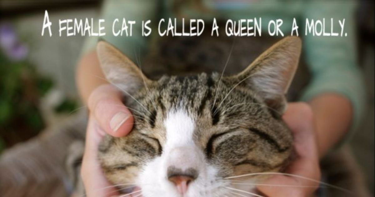 random facts about cats