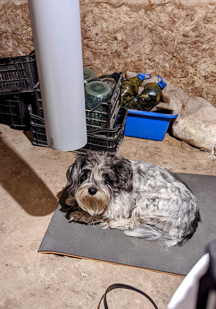 #30 That is one hairy dog