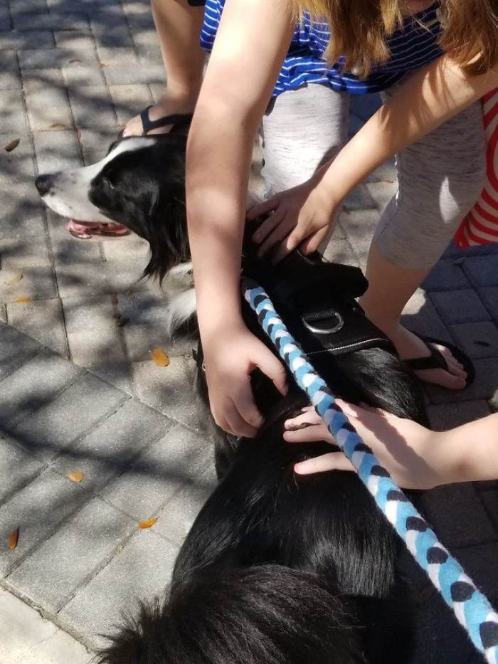 Therapy dog and handler in a classroom, bringing comfort to students