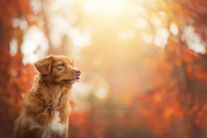 Kira the dog relaxing amid autumn leaves, warm fall colors.