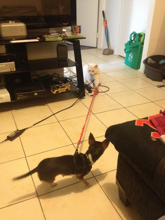 #101 My Cat Decided To Have A Little Fun With My Dog, Dragging Her Around The House With Her Harness