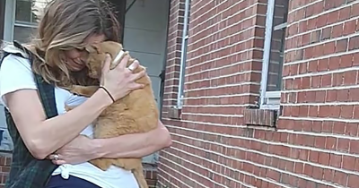 Missing Cat Gone For 536 Days Jumps Straight Into His Owner's Arms In An Emotional Reunion